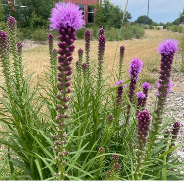 Liatris pycnostachya